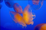 Butterfly Jellies